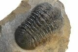 Multi-Toned Reedops Trilobite - Aatchana, Morocco #225356-4